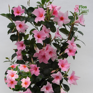 PV746. Mandevilla -  Dipladenia Cream Pink
