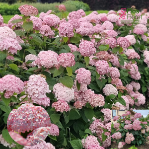 PV751. Kokveida Hortenzija -  Candybelle Bubblegum, 14cm podā