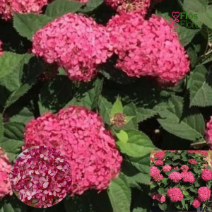 PV753. Kokveida Hortenzija -  Candybelle Sorbet, 14cm podā