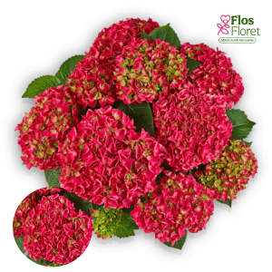 PV755. Liellapu hortenzija -  Baladia Hot pink, 14cm podā