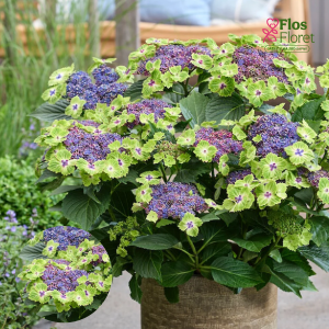 PV764. Liellapu hortenzija -  Magical Lacecap Edgy Green blue, 14cm podā