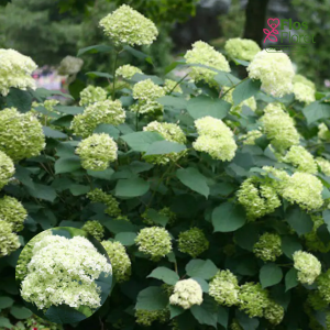 PV777. Kokveida Hortenzija -  Lime Rickey, 12cm podā