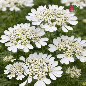 PV798. Lielziedu platsekle -  White Lace