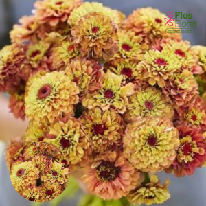 PV803. Gleznā cinnija -  Queeny Lime Orange