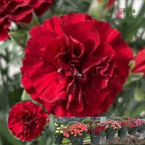 PV868. Dārza neļķe -  Grande Dark Red