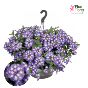 PV931. Hibrīdā verbena -  Empress® Sun Lavender Charme (nokarena)