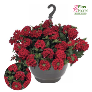 PV934. Hibrīdā verbena -  Empress® Sun Red 2027 (nokarena)