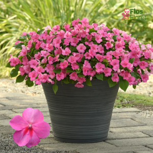 PV952. Valera balzamīne - Anniņas -  Beacon® Pink