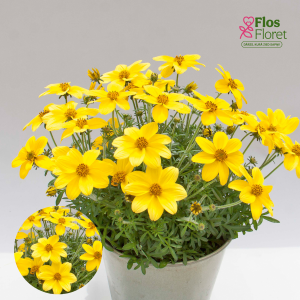 PV995. Ferullapu sunītis -  Eldoro® Yellow