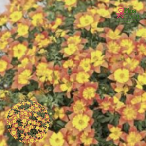 PV998. Ferullapu sunītis -  Eldoro® Compact Orange Yellow Star