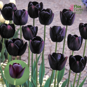BR195. Tulpe - QUEEN OF NIGHT