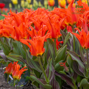 BR196. Tulpe - RIGAS BARIKADES