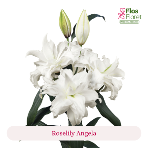 PV79. Lilija - OR Roselily Angela
