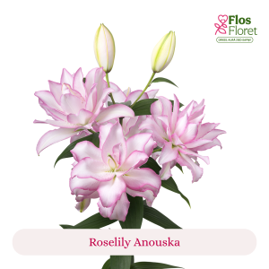 PV80. Lilija - OR Roselily Anouska