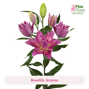 PV82. Lilija - OR Roselily Aranza