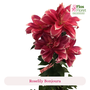 PV84. Lilija - OR Roselily Bonjoura