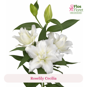 PV85. Lilija - OR Roselily Cecilia