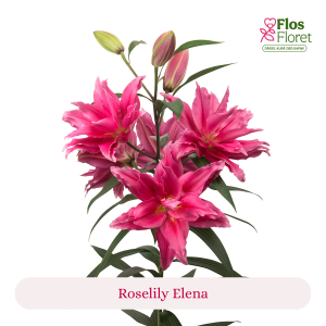 PV92. Lilija - OR Roselily Elena