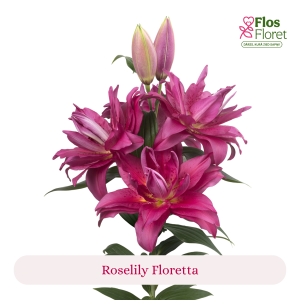 PV93. Lilija - OR Roselily Floretta