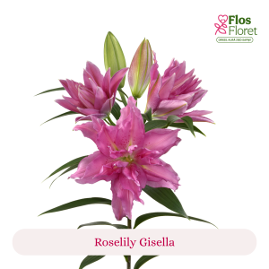 PV94. Lilija - OR Roselily Gisella