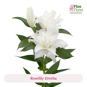 PV95. Lilija - OR Roselily Gretha