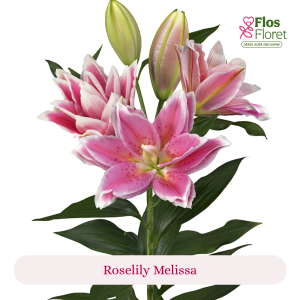 PV102. Lilija - OR Roselily Melissa