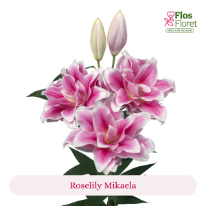 PV103. Lilija - OR Roselily Mikaela
