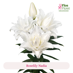 PV104. Lilija - OR Roselily Nadia