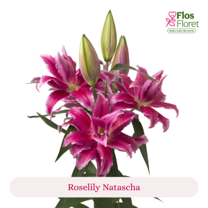 PV105. Lilija - OR Roselily Natascha