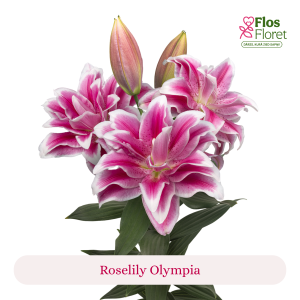 PV106. Lilija - OR Roselily Olympia