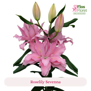 PV111. Lilija - OR Roselily Sevenna