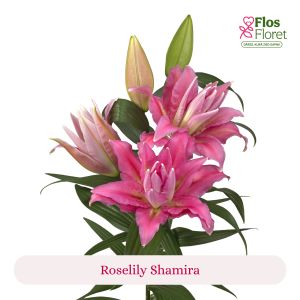 PV112. Lilija - OR Roselily Shamira