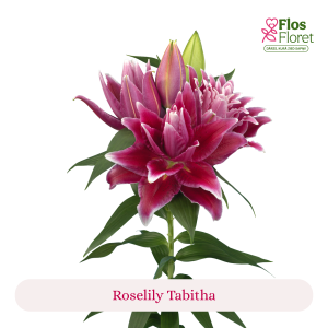 PV113. Lilija - OR Roselily Tabitha