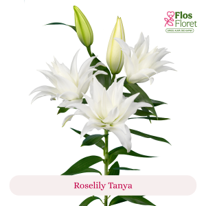 PV114. Lilija - OR Roselily Tanya