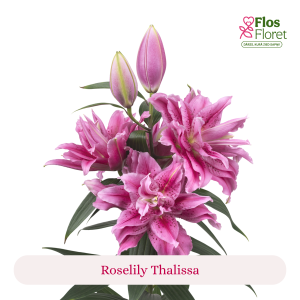 PV115. Lilija - OR Roselily Thalissa