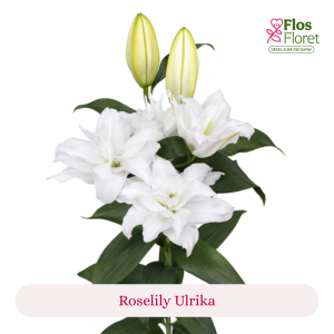 PV116. Lilija - OR Roselily Ulrika