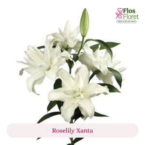 PV118. Lilija - OR Roselily Xanta