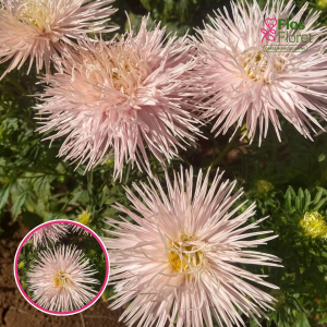 Ķīnas astere - Valkyrie, Chamois. SĒKLAS _25s