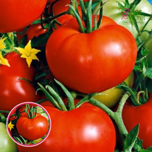 Tomāti - Adam F1. SĒKLAS _10s