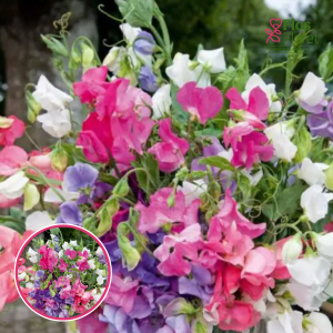 Puķuzirnis - Lathyrus odoratus dwarf Cupid MIX. SĒKLAS _10s