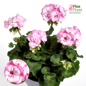 E94. Joslu pelargonija - Pink Lace