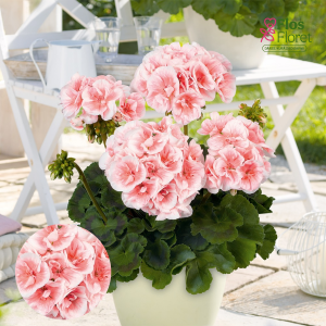 E95. Joslu pelargonija - Salmon Queen