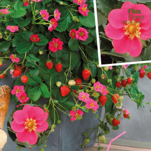 G83. Dārza zemene - Toscana