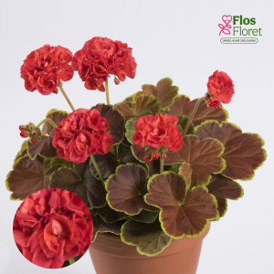 E96. Raiblapu pelargonija - Pelgardini Caramel Red