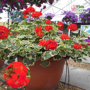 E97. Raiblapu pelargonija - Pelgardini Mrs Pollock