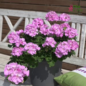 G1. Joslu pelargonija - Sunrise Lavina D1.