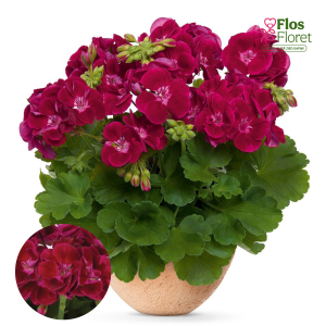 E85. Joslu pelargonija - Flower Fairy Velvet