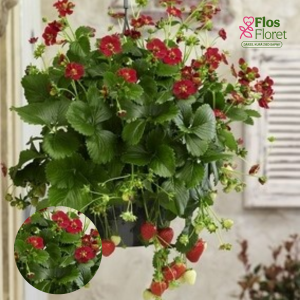 G73. Dārza zemene - Ariba Red (Ruby Ann)