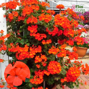 G8. Kāpelējošās Pelargonija - Antik Orange D8.