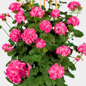G9. Kāpelējošās Pelargonija - Antik Pink D9.